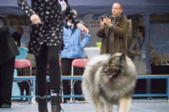 kind-hond-show-2