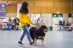 kind-hond-show-4