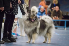 kind-hond show 5