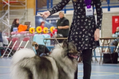 kind-hond show 6