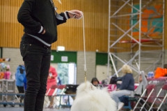 kind-hond-show-8